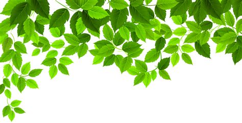 foliage clipart